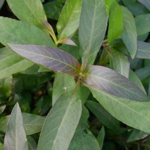 Neue Kollektion Nomaphila spec.'Thailand'