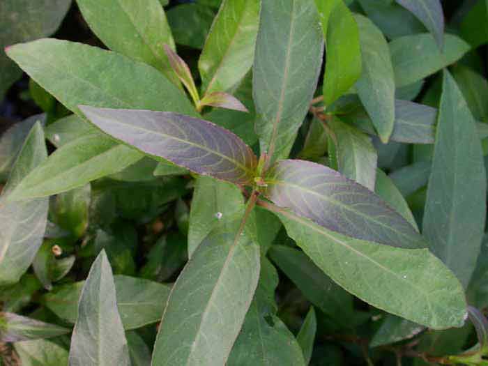 Neue Kollektion Nomaphila spec.'Thailand'