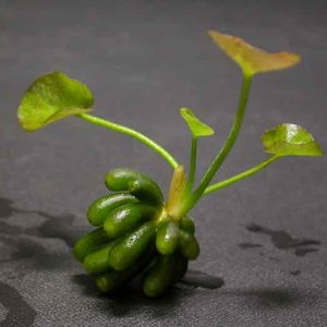 Nymphoides aquatica Top-Angebot