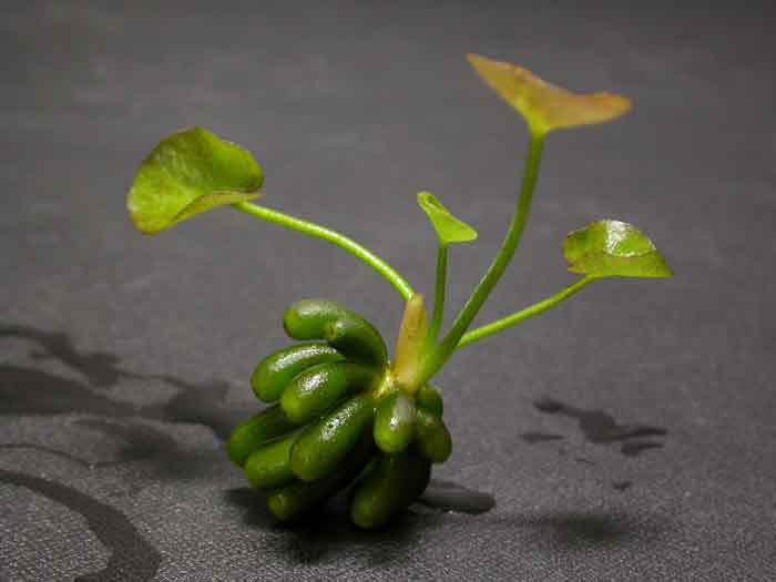 Nymphoides aquatica Top-Angebot