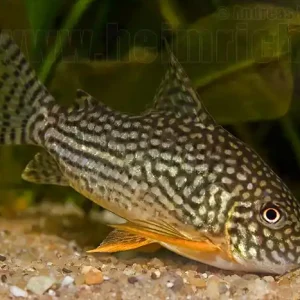 Orangeflossen-Panzerwels, 3-4cm (Corydoras sterbai) Versand Am Gleichen Tag