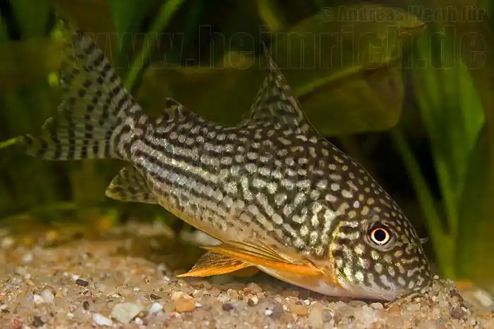 Preisknaller Orangeflossen-Panzerwels, 3-4cm 8 Stück (Corydoras sterbai)