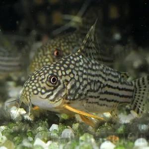 Kracherpreis Orangeflossen-Panzerwels, 6cm Zuchtpaar (Corydoras sterbai)