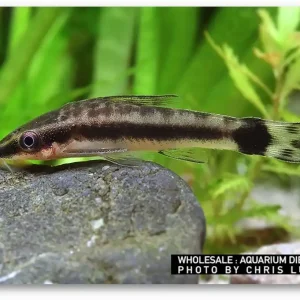 Otocinclus affinis (Zwergohrgitterharnischwels) Preisknaller