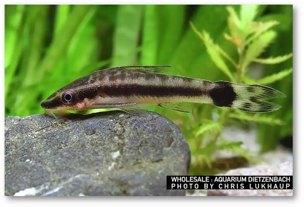 Otocinclus affinis (Zwergohrgitterharnischwels) Preisknaller