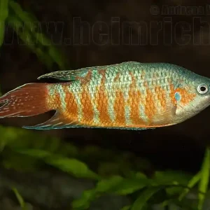 Schneller Versand Paradiesfisch, Red lg (Macropodus opercularis)