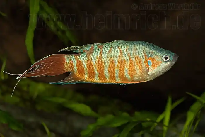 Schneller Versand Paradiesfisch, Red lg (Macropodus opercularis)