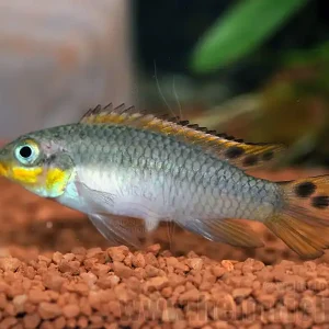 Schneller Versand Pelviachromis subocellatus spec. Matadi, weibl. (Prachtbarsche S