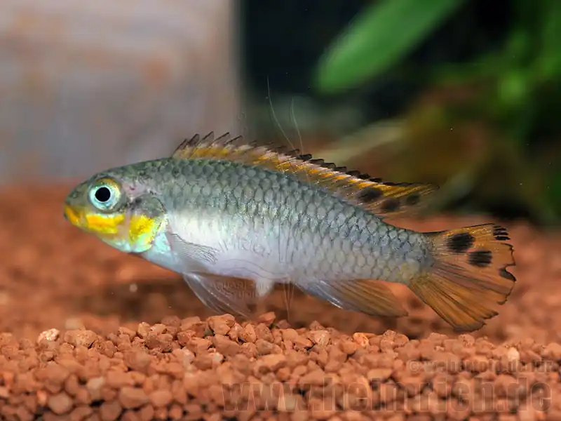 Schneller Versand Pelviachromis subocellatus spec. Matadi, weibl. (Prachtbarsche S