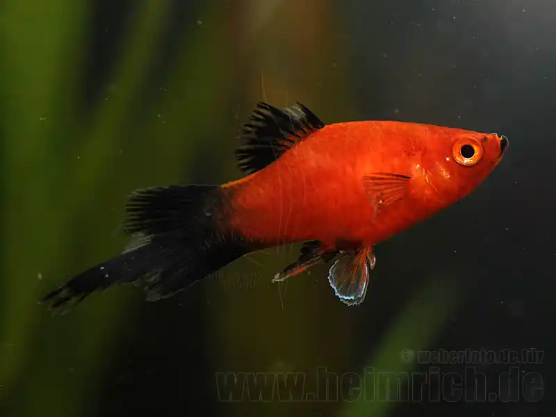 Sonderaktion Pinselplaty wagtail, lg (Xiph. mac.)