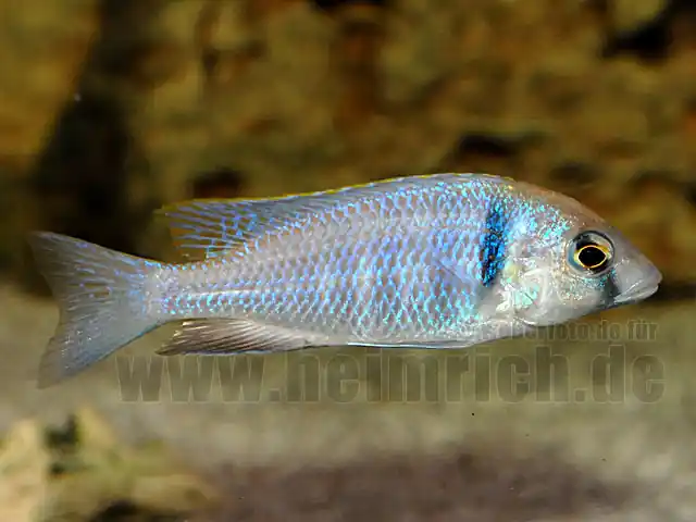 Sichere Zahlung Placidochromis Electra