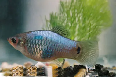 Direkt Vom Hersteller Platy "BLUE MOON", lg (Xiph. mac., spec. Gold Calico)