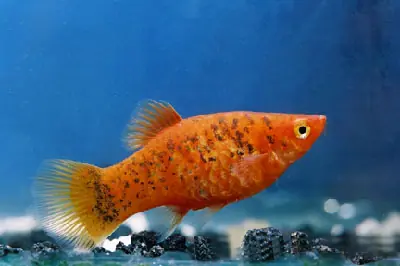 Platy "Red Calico", lg (Xiph. mac., spec. Gold Calico) Rabatt