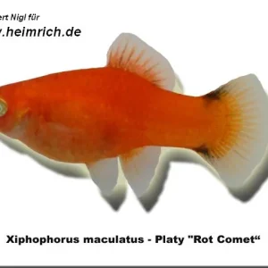 Jetzt Kaufen Platy "Red Comet", lg (Xiph. mac., spec. Red Wagtail)