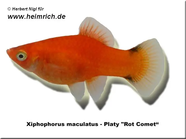 Jetzt Kaufen Platy "Red Comet", lg (Xiph. mac., spec. Red Wagtail)