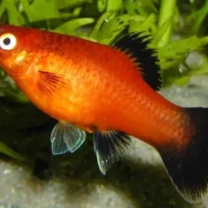 Sonderangebot Platy "Red Wagtail", lg (Xiph. mac., spec. Red Wagtail)