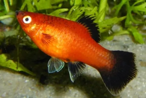 Sonderangebot Platy "Red Wagtail", lg (Xiph. mac., spec. Red Wagtail)