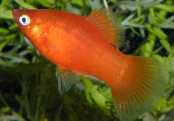 Platy "Red", lg (Xiph. mac., spec. Red) Solange Der Vorrat Reicht