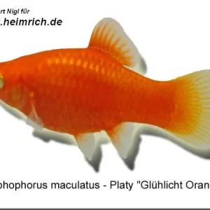 Platy PREMIUM-"Glühlicht Orange", lg (Xiph. mac., spec.) Ausverkauf