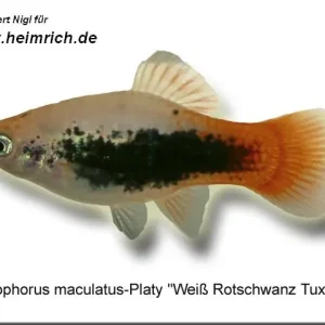 Platy PREMIUM-"Weiß Rotschwarz Tuxedo", lg (Xiph. mac., spe Solange Der Vorrat Reicht