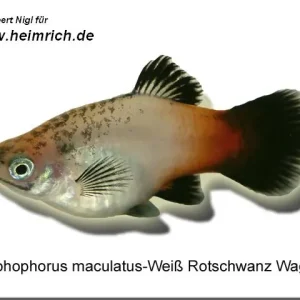 Platy PREMIUM-"Weiß Rotschwarz Wagtail", lg (Xiph. mac., spe Highlight