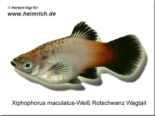 Platy PREMIUM-"Weiß Rotschwarz Wagtail", lg (Xiph. mac., spe Highlight