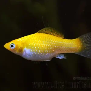 Kracherpreis Poecilia latipinna, Neon Orange lg (Breitflossenkärpfling)