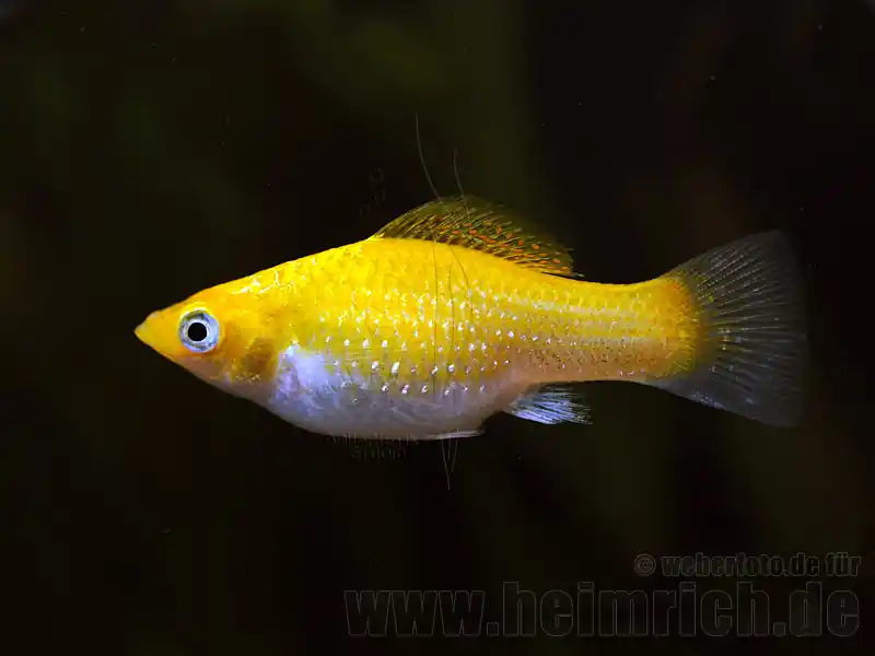 Kracherpreis Poecilia latipinna, Neon Orange lg (Breitflossenkärpfling)