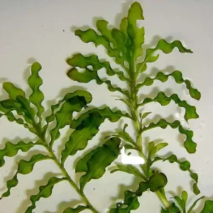 Potamogeton crispus Highlight