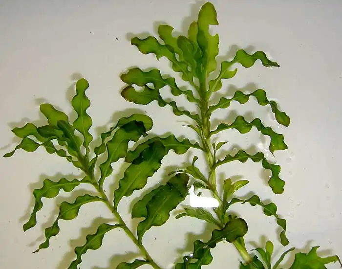Potamogeton crispus Highlight