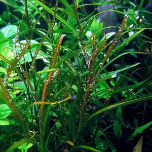 Markenware Potamogeton gayii