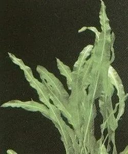 Potamogeton malaianus Bestpreis