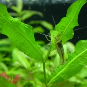 Potamogeton octandrus Online Kaufen