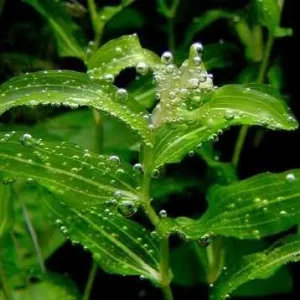 Potamogeton perfoliatus Begrenztes Angebot