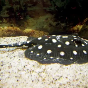 Potamotrygon leopoldi, weibl. 18cm (Schwarze- od. Eclipse-Rochen Billig