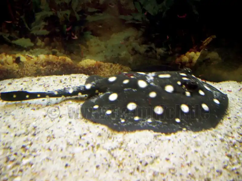 Potamotrygon leopoldi, weibl. 18cm (Schwarze- od. Eclipse-Rochen Billig