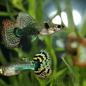 Meistverkauft Prachtguppy weibl. 2er-Set, Mosaik mix