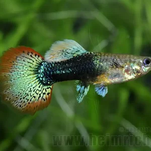 Prachtguppy weibl., spottet Top-Angebot