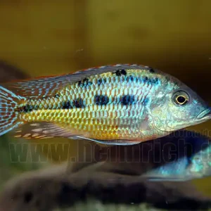Protomelas taeniolatus 'KIRKI RED' Saisonangebot