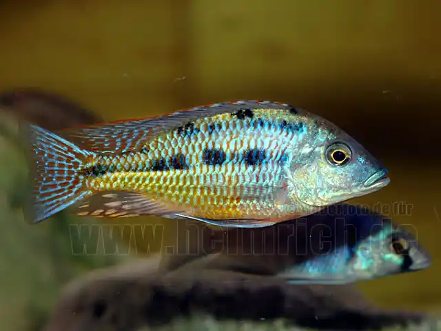 Protomelas taeniolatus 'KIRKI RED' Saisonangebot