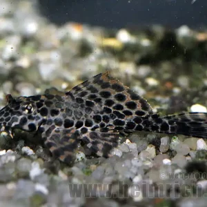 Top-Preis Pterygoplichthys gibbiceps, 6cm (Wabenschilderwels)