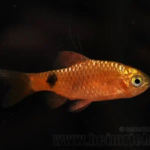 Saisonangebot Puntius conchonius, spec. Red Fire, 10er-Gruppe (Prachtbarbe)