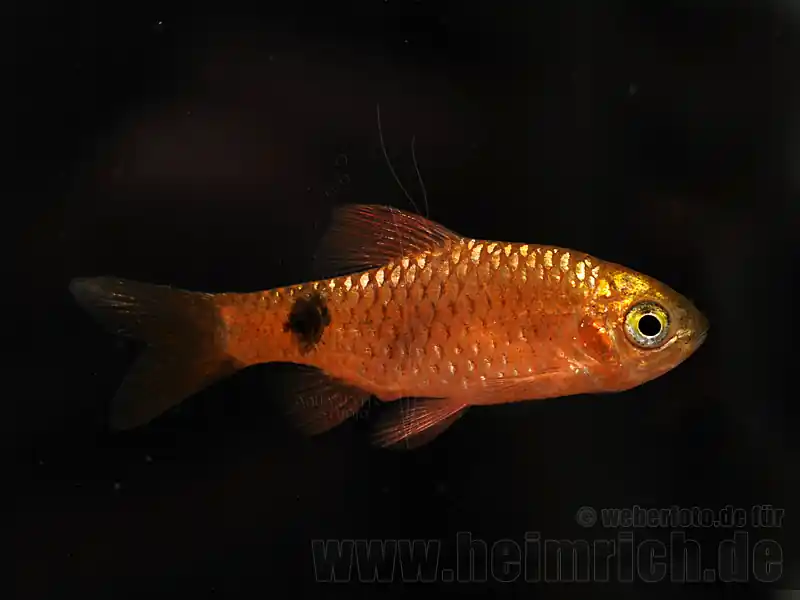 Saisonangebot Puntius conchonius, spec. Red Fire, 10er-Gruppe (Prachtbarbe)