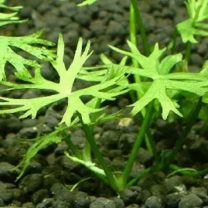 Ranunculus papulentus Schnäppchen