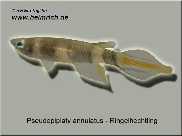 Günstig Ringelhechtling (Pseudepiplatys annulatus)