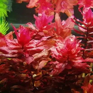 Knallerangebot Rotala macrandra