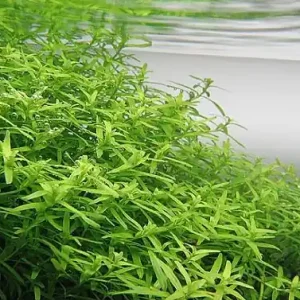 Rotala rotundifolia, grün Begrenztes Angebot