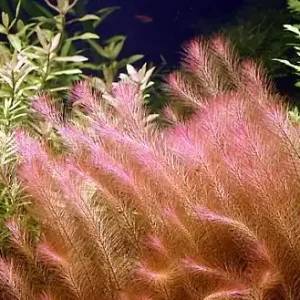 Rotala walichii Günstig