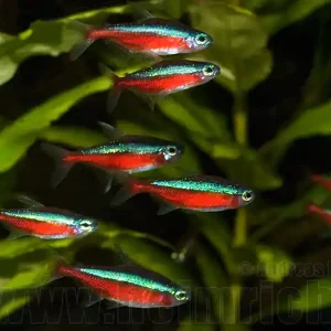 Roter Neon, 30 Stück XL (Paracheirodon axelrodi) Heißes Angebot