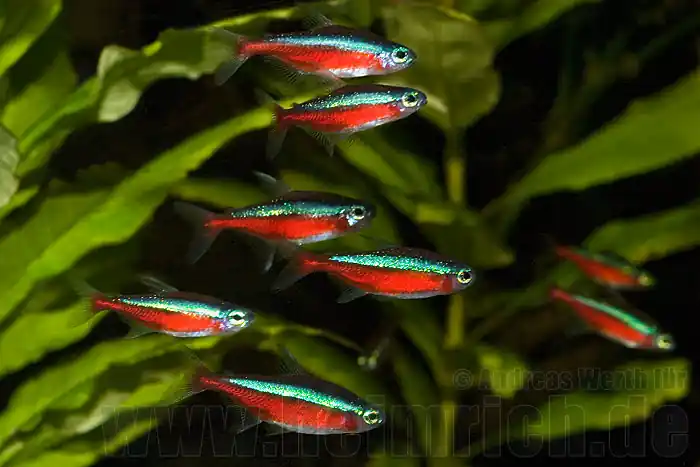 Roter Neon, 30 Stück XL (Paracheirodon axelrodi) Heißes Angebot